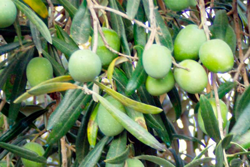 Kora Oliva Sevilla, Empresa Sevillana dedicada a la fabricación y envasado de aceitunas y olivas. Envasadoras de aceitunas y olivas, exportamos aceitunas y olivas.