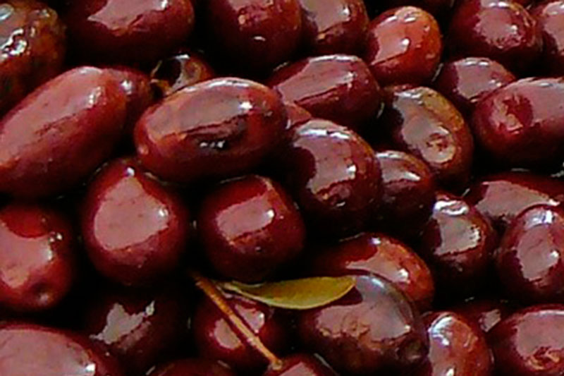 Kora Oliva Sevilla, Empresa Sevillana dedicada a la fabricación y envasado de aceitunas y olivas. Envasadoras de aceitunas y olivas, exportamos aceitunas y olivas.
