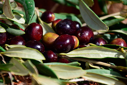 Why are the olives green, purple or black?